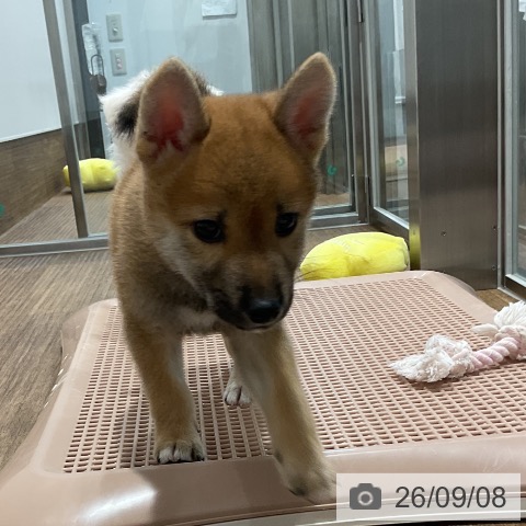 柴の写真