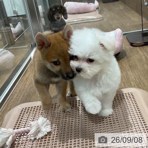 柴の写真