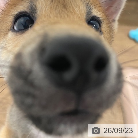 愛知県の柴犬(標準サイズ) (ペッツワン 東海店/2026年7月6日生まれ/男の子/赤)の子犬の4枚目の画像