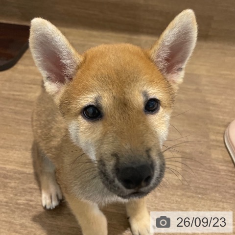 愛知県の柴犬(標準サイズ) (ペッツワン 東海店/2026年7月6日生まれ/男の子/赤)の子犬の3枚目の画像