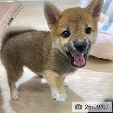 柴の写真
