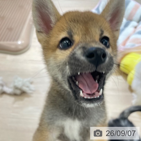柴の写真
