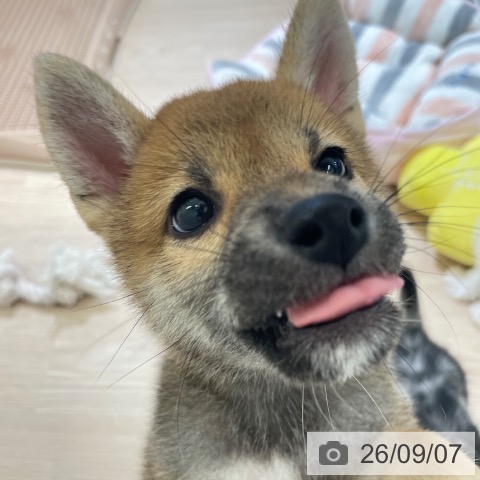 柴の写真