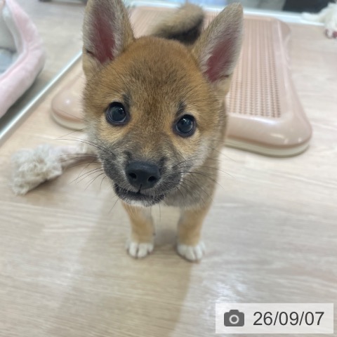柴の写真