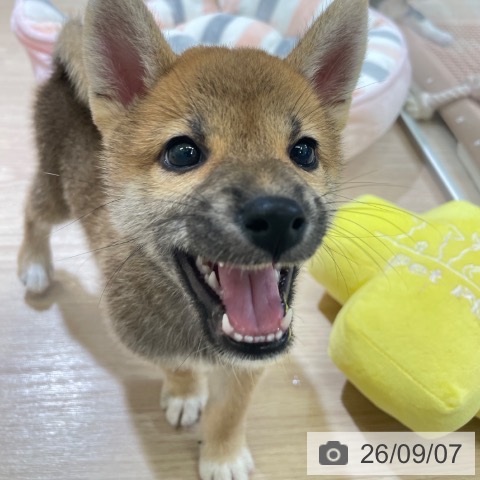 柴の写真