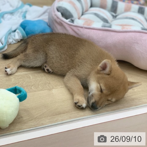 岐阜県の柴犬(標準サイズ) (ペットプラス 光ケ丘店/2026年7月6日生まれ/女の子/赤)の子犬の4枚目の画像