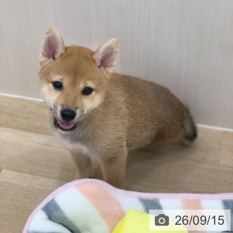 柴の写真
