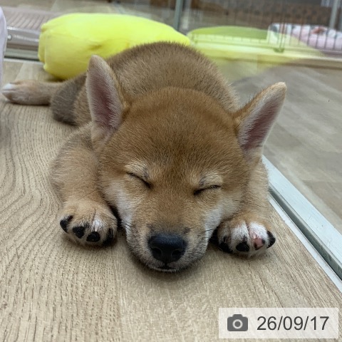 柴の写真
