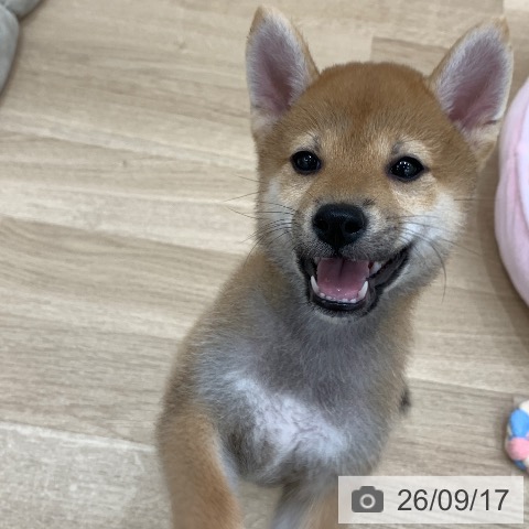 柴の写真