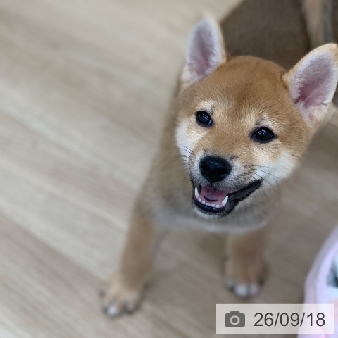柴の写真
