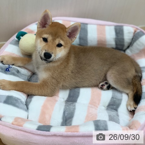 岐阜県の柴犬(標準サイズ) (ペットプラス 光ケ丘店/2026年7月6日生まれ/女の子/赤)の子犬の4枚目の画像