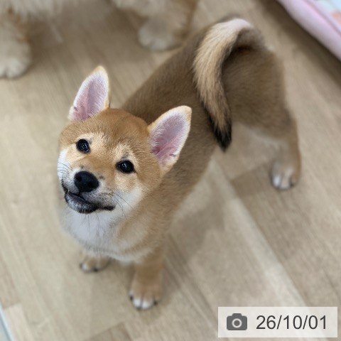 岐阜県の柴犬(標準サイズ) (ペットプラス 光ケ丘店/2026年7月6日生まれ/女の子/赤)の子犬の4枚目の画像