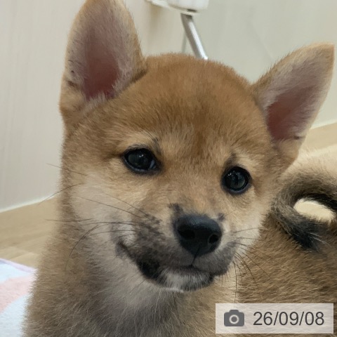 岐阜県の柴犬(標準サイズ) (ペットプラス 光ケ丘店/2026年7月6日生まれ/女の子/赤)の子犬の3枚目の画像