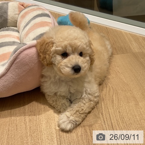 三重県のトイプードル(トイ) (ペットプラス 鈴鹿店/2026年7月5日生まれ/男の子/クリーム)の子犬の4枚目の画像