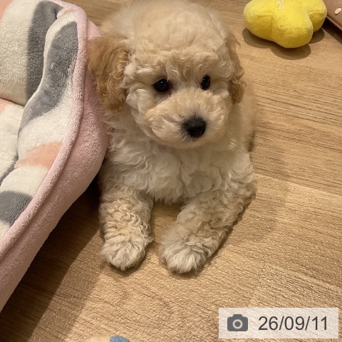 三重県のトイプードル(トイ) (ペットプラス 鈴鹿店/2026年7月5日生まれ/男の子/クリーム)の子犬の3枚目の画像