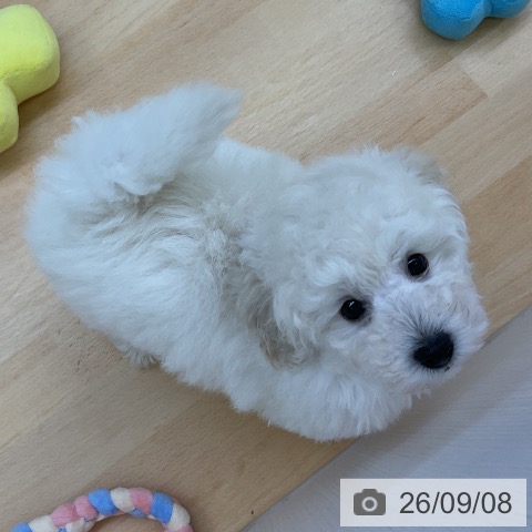 三重県のトイプードル(トイ) (ペットプラス 津南店/2026年7月5日生まれ/男の子/ホワイト)の子犬の4枚目の画像