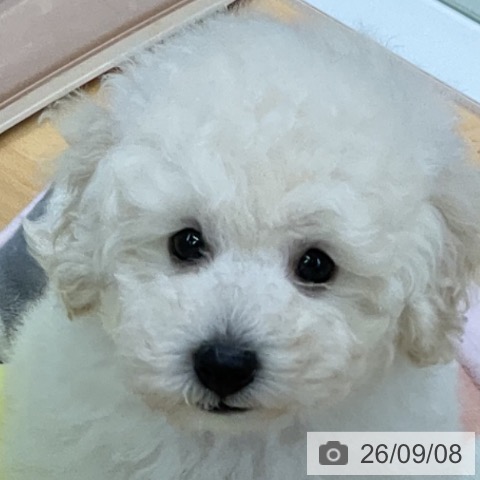 三重県のトイプードル(トイ) (ペットプラス 津南店/2026年7月5日生まれ/男の子/ホワイト)の子犬の3枚目の画像