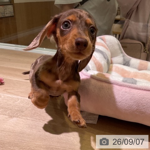 ミニチュア・ダックスフンドの写真