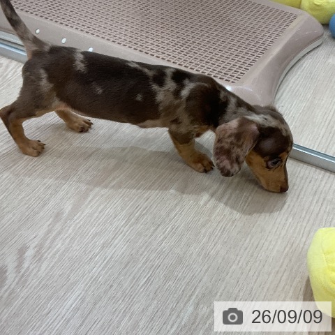 ミニチュア・ダックスフンドの写真
