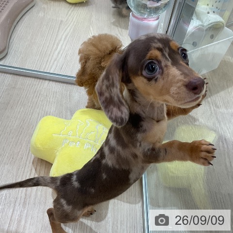 ミニチュア・ダックスフンドの写真