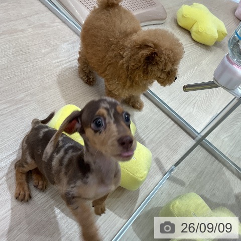 ミニチュア・ダックスフンドの写真