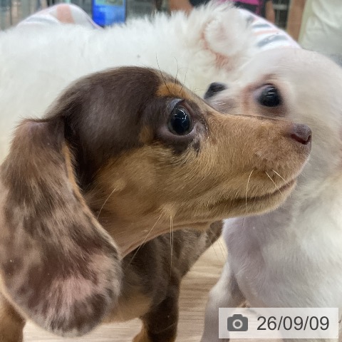 ミニチュア・ダックスフンドの写真