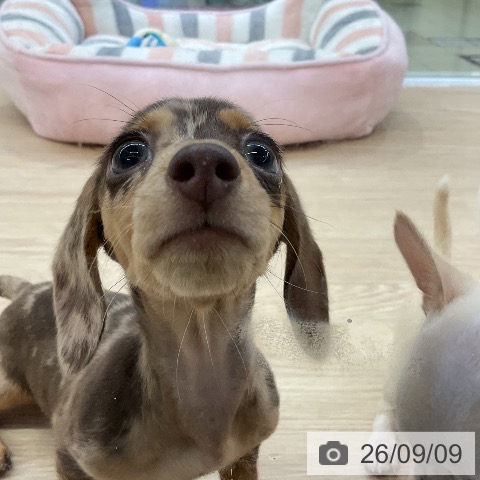 ミニチュア・ダックスフンドの写真