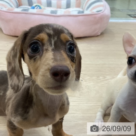 ミニチュア・ダックスフンドの写真