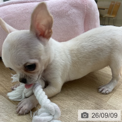 チワワの写真