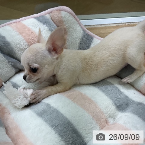 チワワの写真