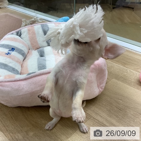 チワワの写真