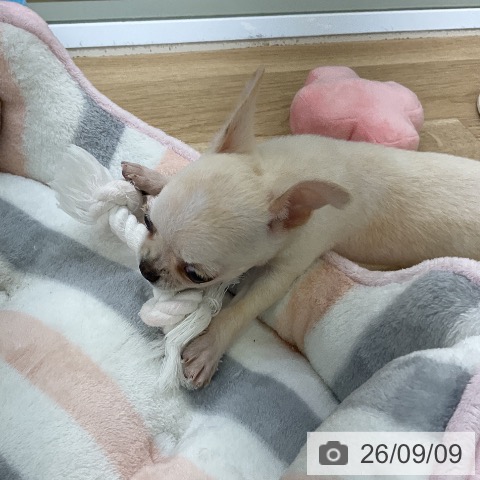 チワワの写真