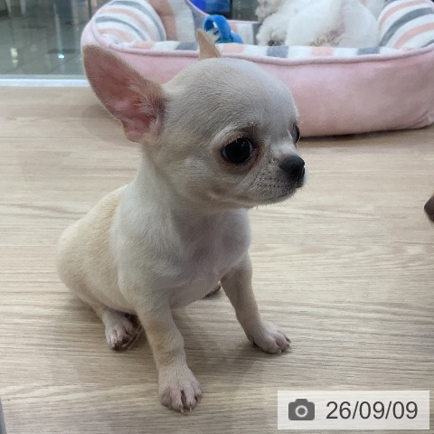 チワワの写真