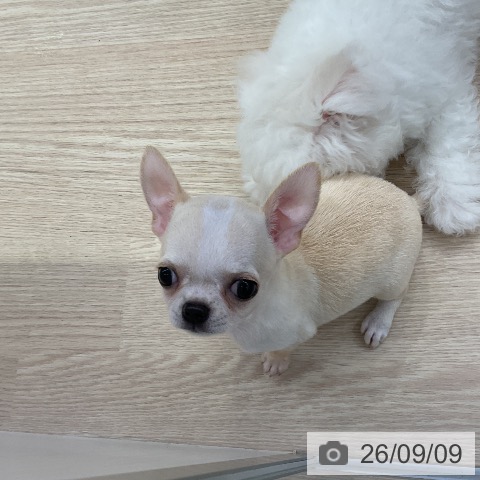 チワワの写真