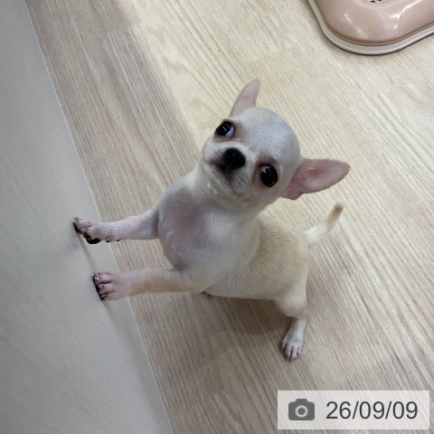 チワワの写真