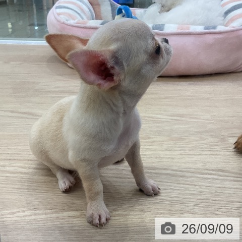 チワワの写真