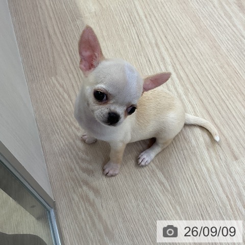 チワワの写真