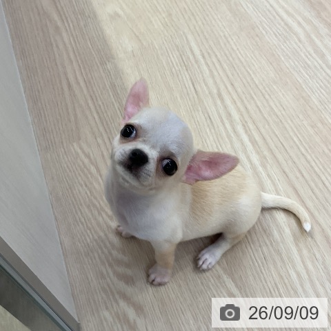 チワワの写真