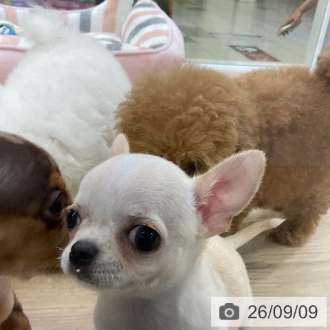 チワワの写真