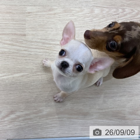 チワワの写真