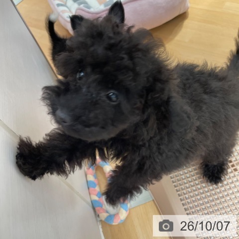 愛知県のトイプードル(トイ) (ペットプラス 名古屋茶屋店/2026年7月8日生まれ/女の子/ブラック)の子犬の3枚目の画像