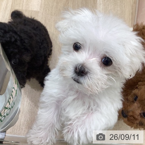岐阜県のマルチーズ (ペットプラス 各務原店/2026年7月7日生まれ/男の子/ホワイト)の子犬の4枚目の画像