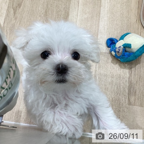 岐阜県のマルチーズ (ペットプラス 各務原店/2026年7月7日生まれ/男の子/ホワイト)の子犬の3枚目の画像