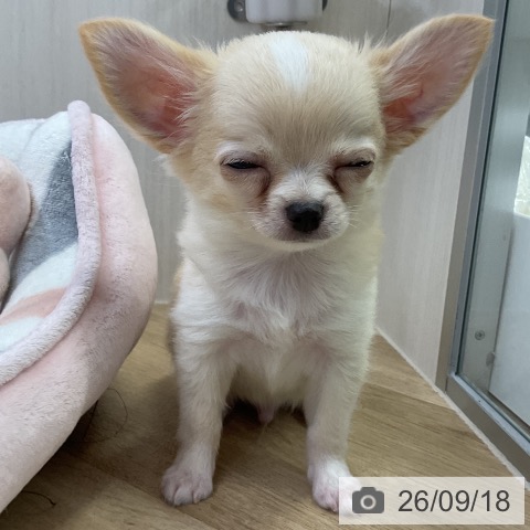 愛知県のチワワ(ロング) (ペットプラス mozoワンダーシティ店/2026年7月5日生まれ/男の子/クリームホワイト)の子犬の3枚目の画像