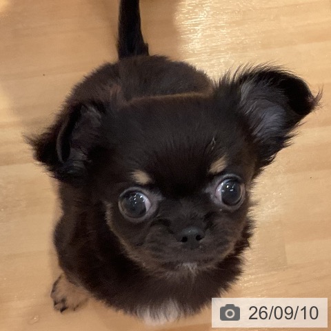 チワワの写真