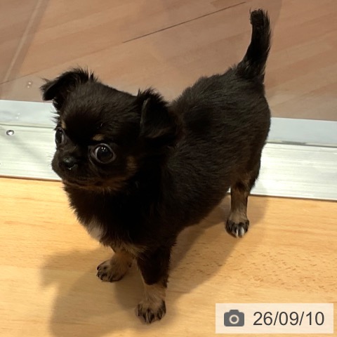 チワワの写真
