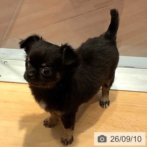 チワワの写真
