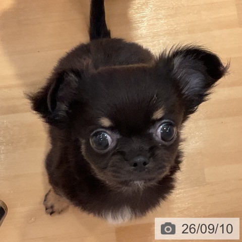 チワワの写真