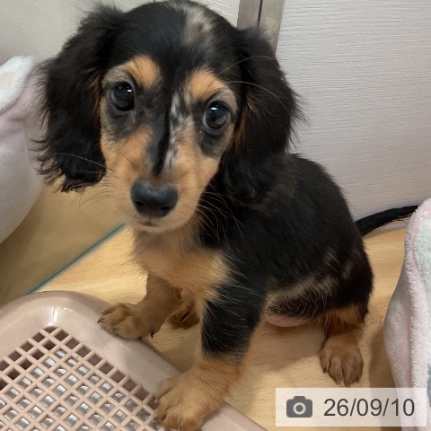 ミニチュア・ダックスフンドの写真