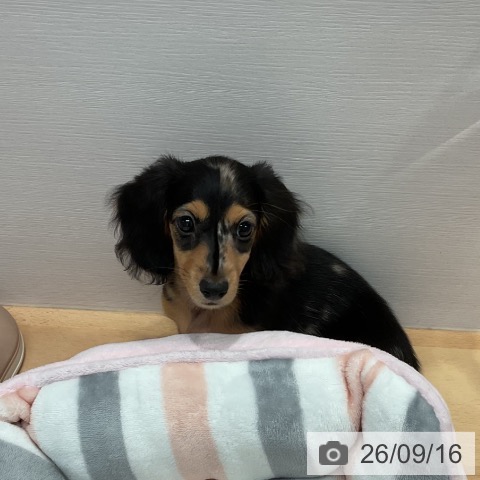 愛知県のミニチュアダックスフンド(ロング) (ペットプラス 名古屋茶屋店/2026年7月7日生まれ/女の子/シルバーダップル)の子犬の3枚目の画像